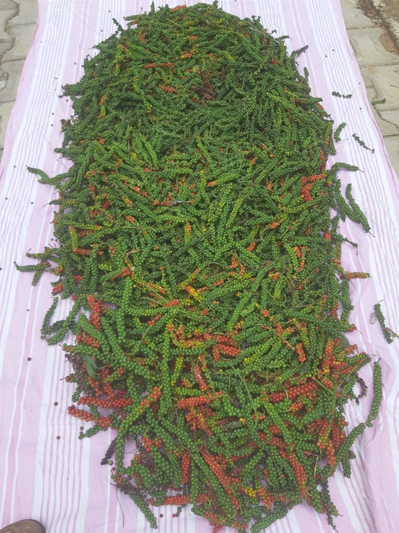 Harvest of pepper berries from Home of Hope, spread out to dry