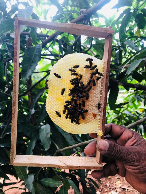 Bees at Home of Hope