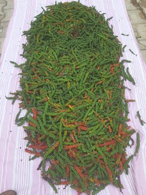 Harvest of pepper berries from Home of Hope, spread out to dry